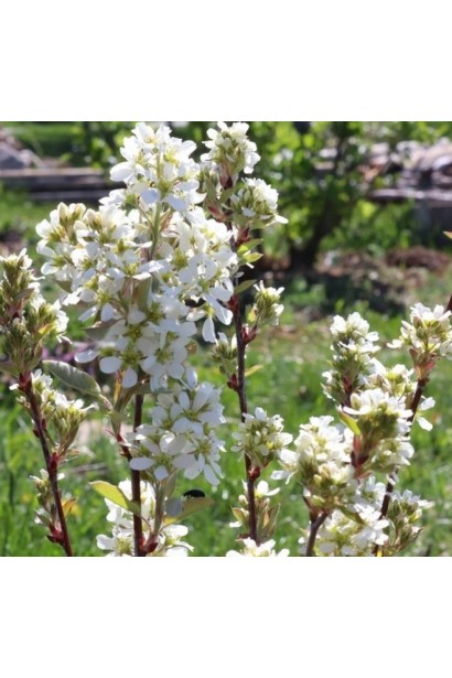 Ірга Хонейвуд